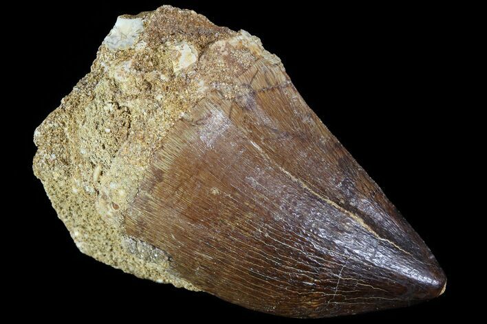 Mosasaur (Prognathodon) Tooth #79807